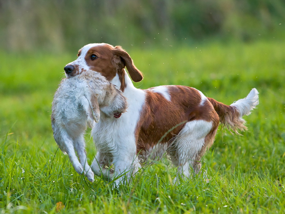 Welsh-Spaniel-1